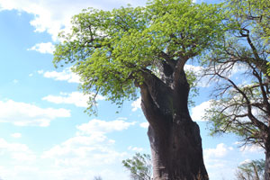 One of the outstanding Baines Baobabs