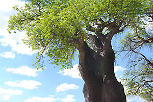 One of the admirable Baines Baobabs