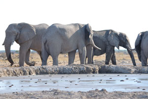 African elephants came to Nxai Pan Waterhole