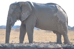 An African elephant is dirty