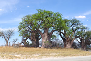 Baines Baobabs is a clump of baobab trees