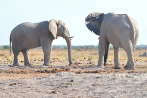 Two African elephants are at Nxai Pan Waterhole