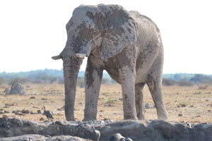 This African elephant likes to wallow in mud at Nxai Pan Waterhole