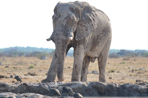 This African elephant likes to wallow in mud