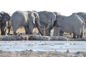 A herd of African elephants are at Nxai Pan Waterhole