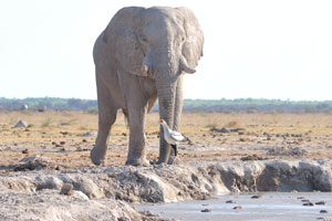 An African elephant and two secretary birds are at Nxai Pan Waterhole