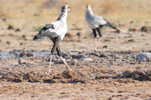 Two secretary birds are wandering at Nxai Pan Waterhole
