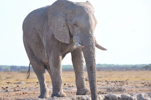 An African elephant play in mud