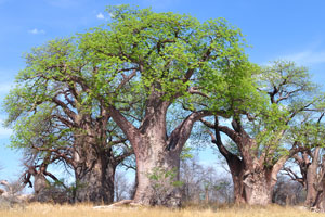 Nxai Pan National Park is a home to the cluster of millennia-old baobab trees