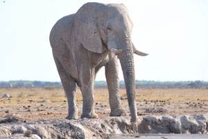 An African elephant prepares to take a mud shower at Nxai Pan Waterhole