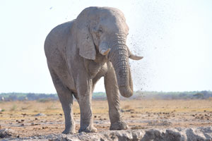 An African elephant splashes mud on himself using its own trunk