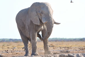 An African elephant likes a mud bath