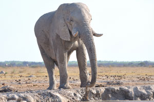 An African elephant is ready to take a mud bath