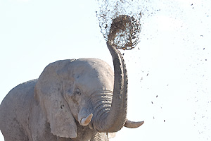 An African elephant splashes mud over its own body using its own trunk