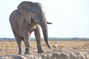 An African elephant and a secretary bird are at Nxai Pan Waterhole