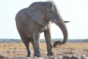 Once the mud dries on the body of the elephant it acts as a layer of protection from insect bites