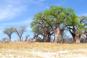 Baines baobab trees owe their name to Thomas Baines, the man known to have discovered them
