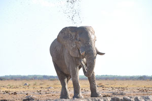 An African elephant splashes mud high to the sky using its own trunk