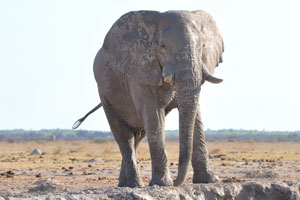 An African elephant is covered with mud