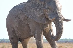 An African elephant is thoroughly covering its own body with mud