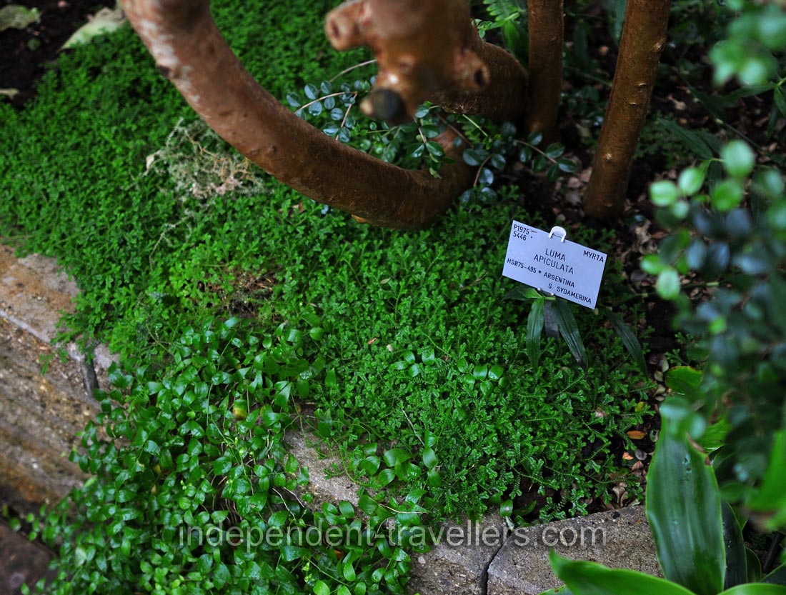 Luma apiculata grows in the Palm House