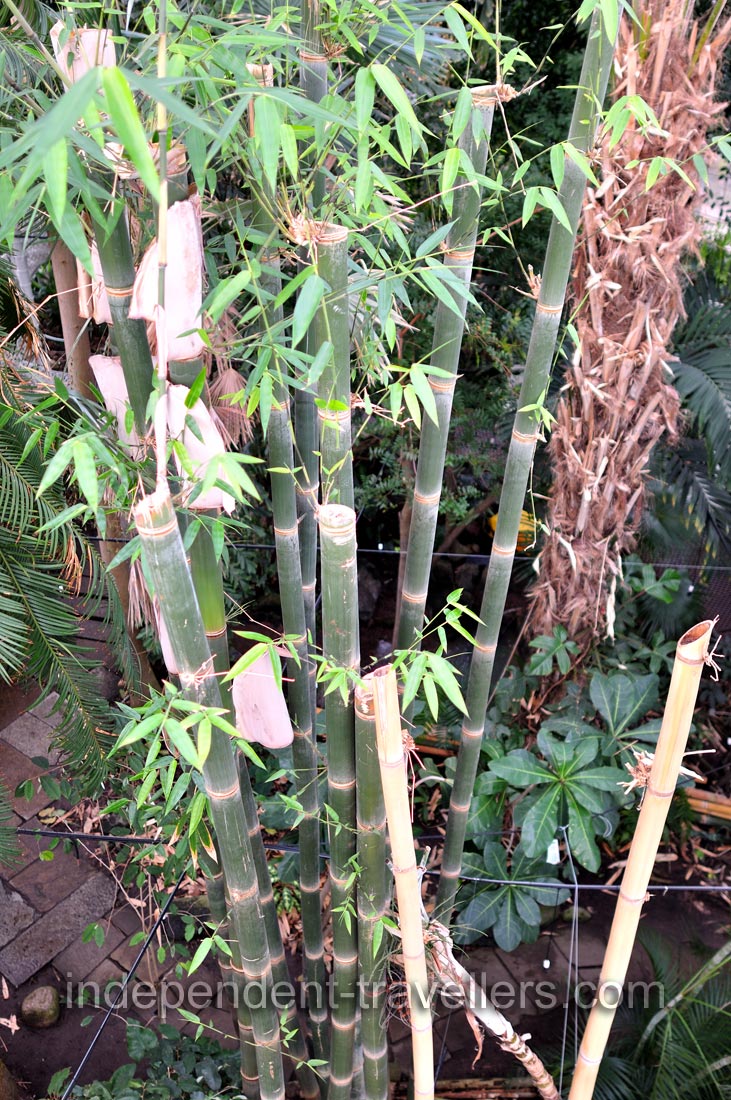 Bamboo plants grow in the Palm House