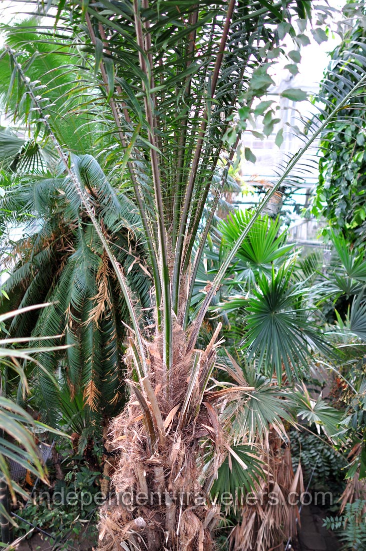 Exotic trees are everywhere in the Palm House