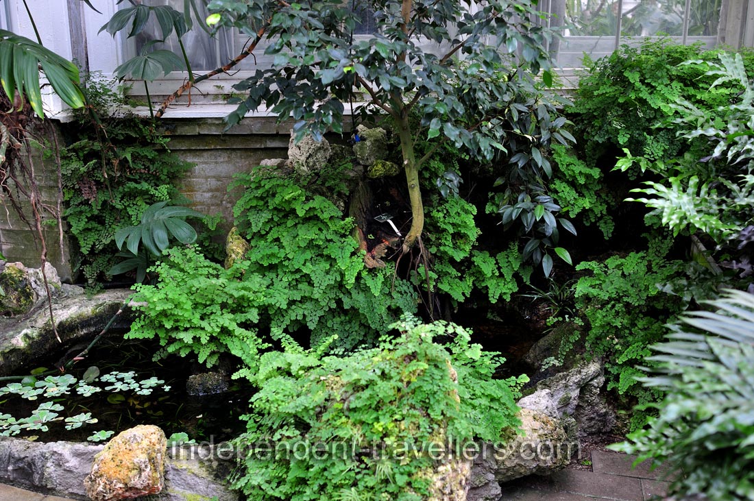 A tiny pond was created inside the Palm House