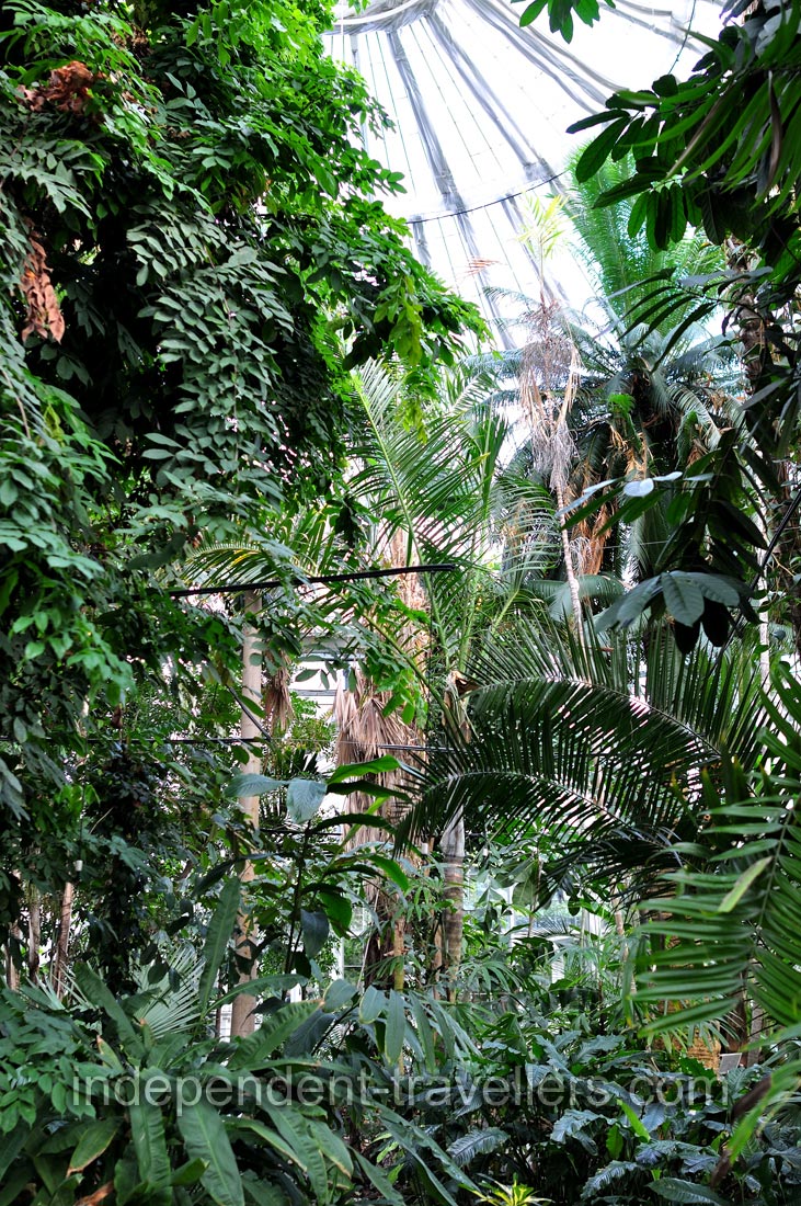 Lush greenery is in the Palm House