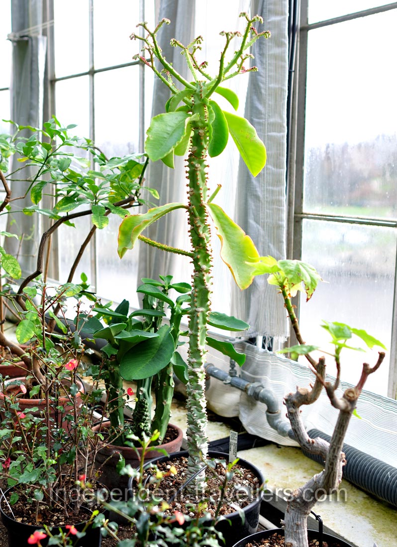 Monadenium spectabile grows in the Palm House