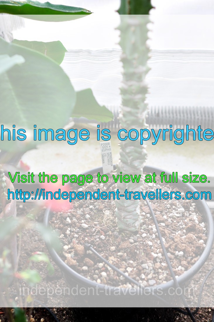 The label reads “Monadenium spectabile”