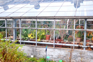 This glasshouse contains agaves and cacti