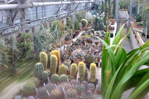 This glasshouse contains rare species of cacti