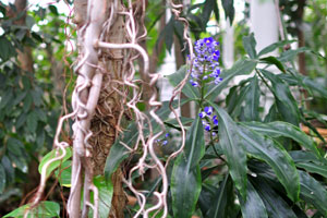 Small and tender blue-white flowers are in the Palm House