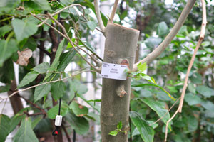 The label reads “Ficus rumphii”