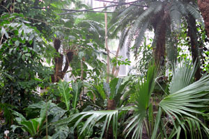 High humidity is in the Palm House