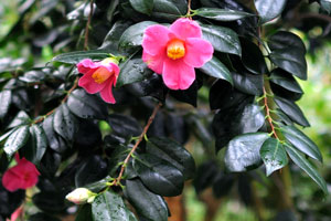 A tree with pink flowers and dark green leaves grows in the Palm House