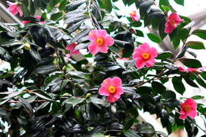 Wonderful pink flowers are in the Palm House