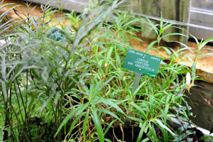 Lobelia laxiflora var. angustifolia grows in the Palm House