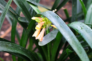 A plant with tender yellow-orange flowers grows in the Palm House