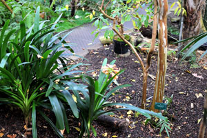 Stenochlaena tenuifolia grows in the Palm House