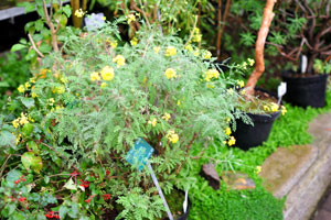 Plant with tiny green leaves and yellow flowers grows in the Palm House and looks like tiny acacia