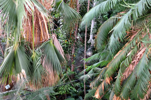 Different palm trees grow in the Palm House