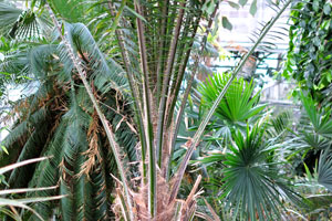 Exotic trees are everywhere in the Palm House