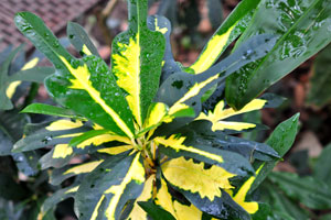 A plant with variegated leaves grows in the Palm House