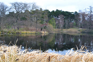 This is the pond of the botanical garden