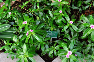 Catharanthus roseus grows in the Palm House