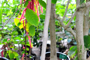 Flacourtia indica grows in the Palm House