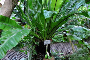 Asplenium nidus grows in the Palm House