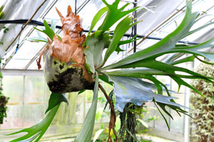 Platycerium willinckii is hanging in the air in the Palm House